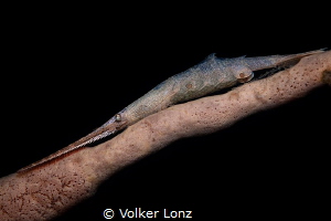 Saw-Blade Shrimp with eggs on a finger sponge by Volker Lonz 
